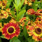 Helenium autumnale MARIACHI ‘Fuego’ - Helenium autumnale MARIACHI ‘Fuego’