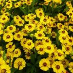 Helenium 'Goldrausch' - Helenium 'Goldrausch'