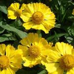 Helenium autumnale HELENA 'Gold' - 