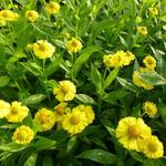 Helenium 'Kanaria' - Helenium 'Kanaria'