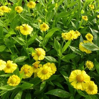 Helenium 'Kanaria'