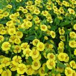 Helenium 'Kugelsonne' - 