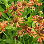 Helenium 'Loysder Wieck' - 