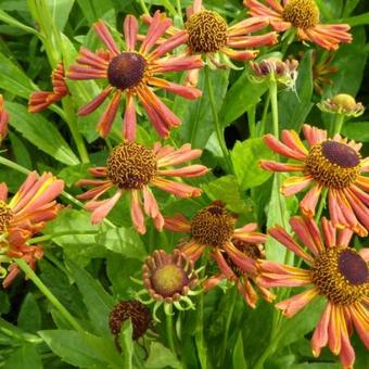 Helenium 'Loysder Wieck'