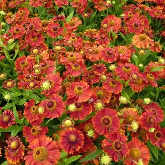 Helenium 'Mahagoni'