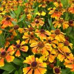 Helenium 'Mardi Gras' - Helenium 'Mardi Gras'