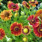 Helenium 'Marion Nickig' - 