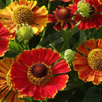 Helenium 'Poncho' - Helenium 'Poncho'