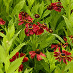 Helenium 'Potter's Wheel' - 