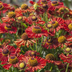 Helenium autumnale MARIACHI 'Ranchera'