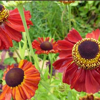 Helenium 'Red Army'