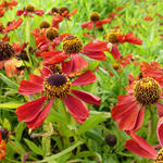 Helenium 'Rubinzwerg' - 