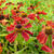 Helenium 'Rubinzwerg'