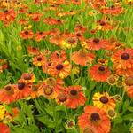 Helenium 'Sahin's Early Flowerer' - Helenium 'Sahin's Early Flowerer'