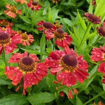 Helenium autumnale MARIACHI 'Salsa'