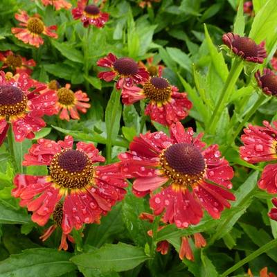 Helenium autumnale MARIACHI 'Salsa'