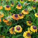 Helenium 'Short'n Sassy' - 