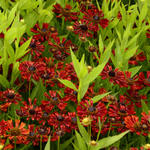 Helenium autumnale MARIACHI 'Siesta' - 