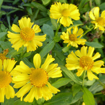 Helenium 'Sonnenwunder'