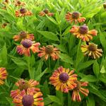 Helenium 'Tie Dye' - 