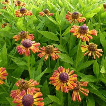 Helenium 'Tie Dye'