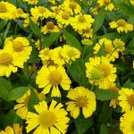 Helenium 'Tijuana Brass' - 