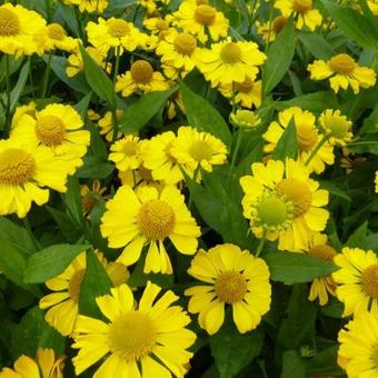 Helenium 'Tijuana Brass'