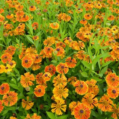 Helenium 'Waltraut' - 