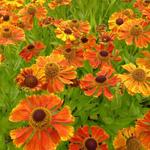 Helenium 'Wonadonga' - 