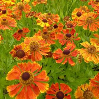 Helenium 'Wonadonga'