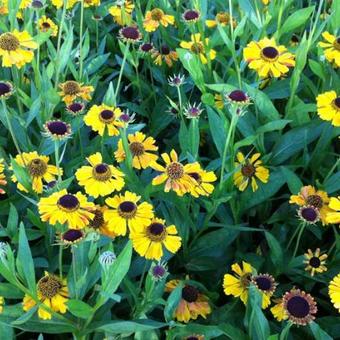 Helenium 'Wyndley'