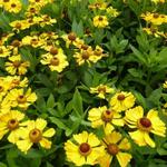 Helenium 'Zimbelstern' - 