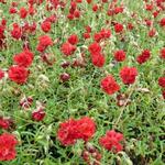 Helianthemum 'Amabile Plenum' - Helianthemum 'Amabile Plenum'