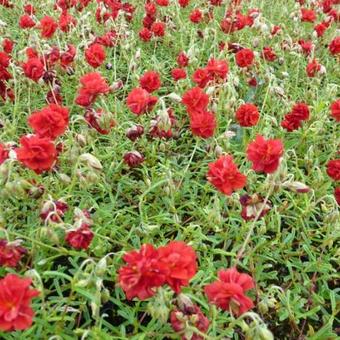 Helianthemum 'Amabile Plenum'