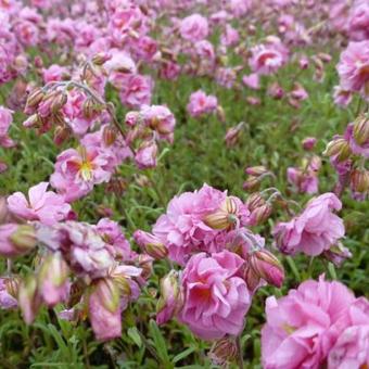 Helianthemum 'Annabel'