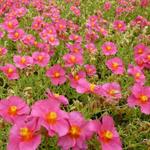 Helianthemum 'Ben Hope' - 