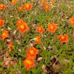 Helianthemum 'Bronzeteppich' - Helianthemum 'Bronzeteppich'