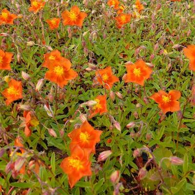 Helianthemum 'Bronzeteppich'