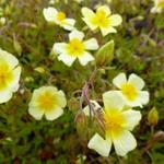 Helianthemum 'Elfenbeinglanz' - Helianthemum 'Elfenbeinglanz'