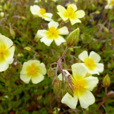 Helianthemum 'Elfenbeinglanz' - 