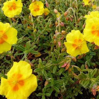 Helianthemum 'Golden Queen'