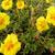 Helianthemum 'Golden Queen'