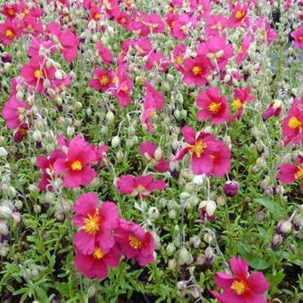 Helianthemum 'Hartswood Ruby'