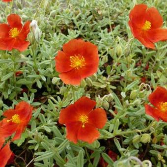 Helianthemum 'Henfield Brilliant'