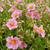 Helianthemum 'Lawrenson's Pink'