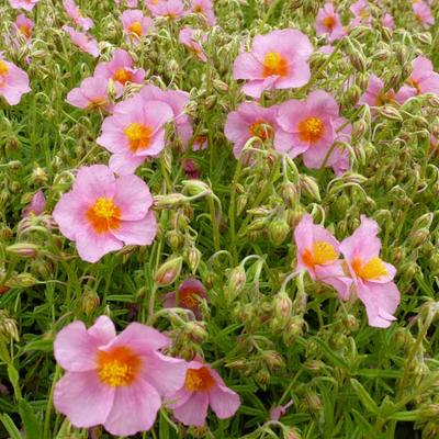 Helianthemum 'Lawrenson's Pink' - 