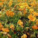 Helianthemum 'Orange Double' - Helianthemum 'Orange Double'