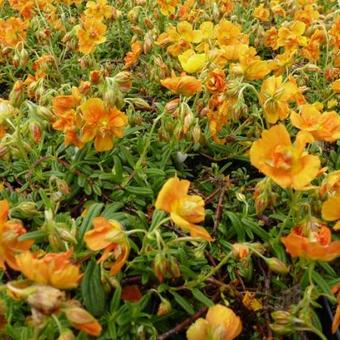 Helianthemum 'Orange Double'