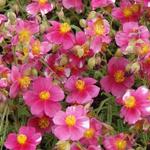 Helianthemum 'Raspberry Ripple'