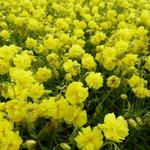 Helianthemum 'Sulphureum Plenum' - 